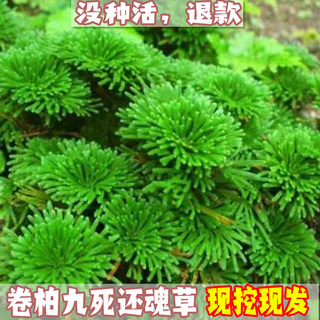 卷柏九死还魂草桌面花卉植物盆景盆栽假山组合吸水石菖蒲兰花