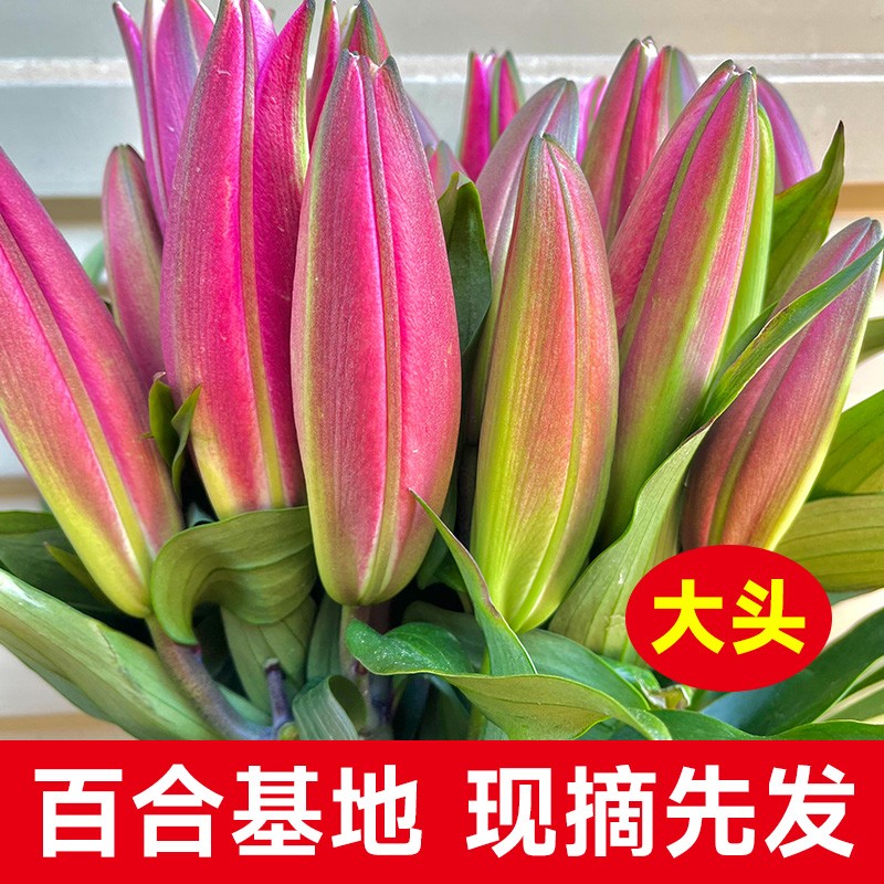 鲜花花束云南鲜花基地直发香水百合花速递同城水养插花情人节礼物