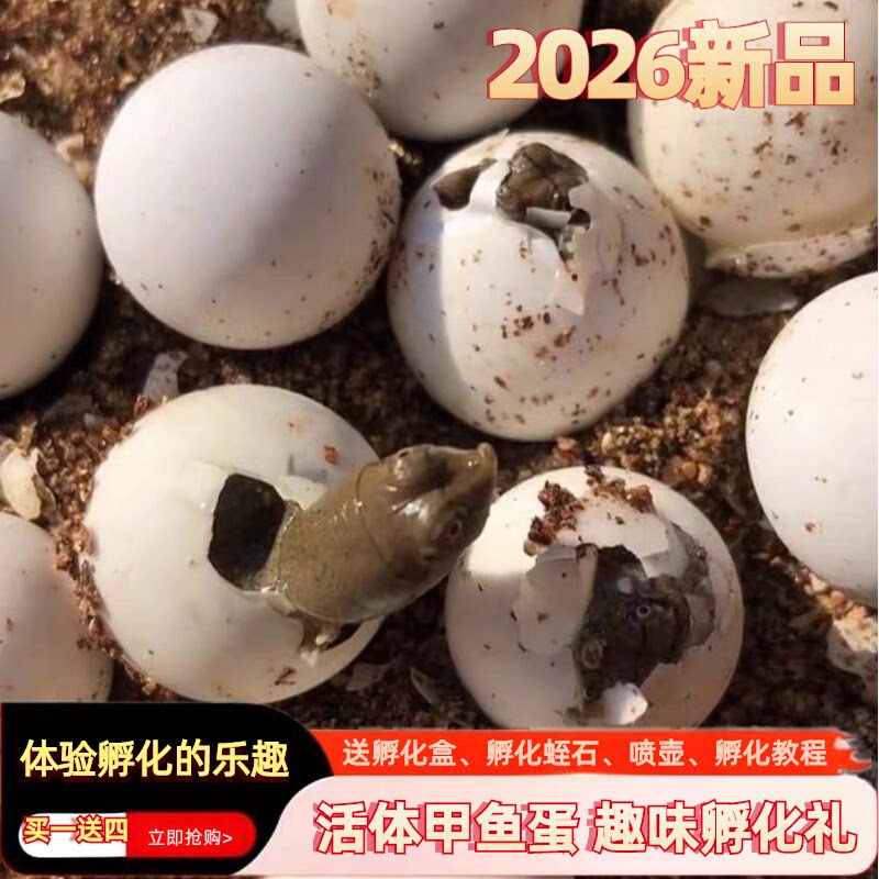 受精老甲鱼蛋易孵化新手也能成功