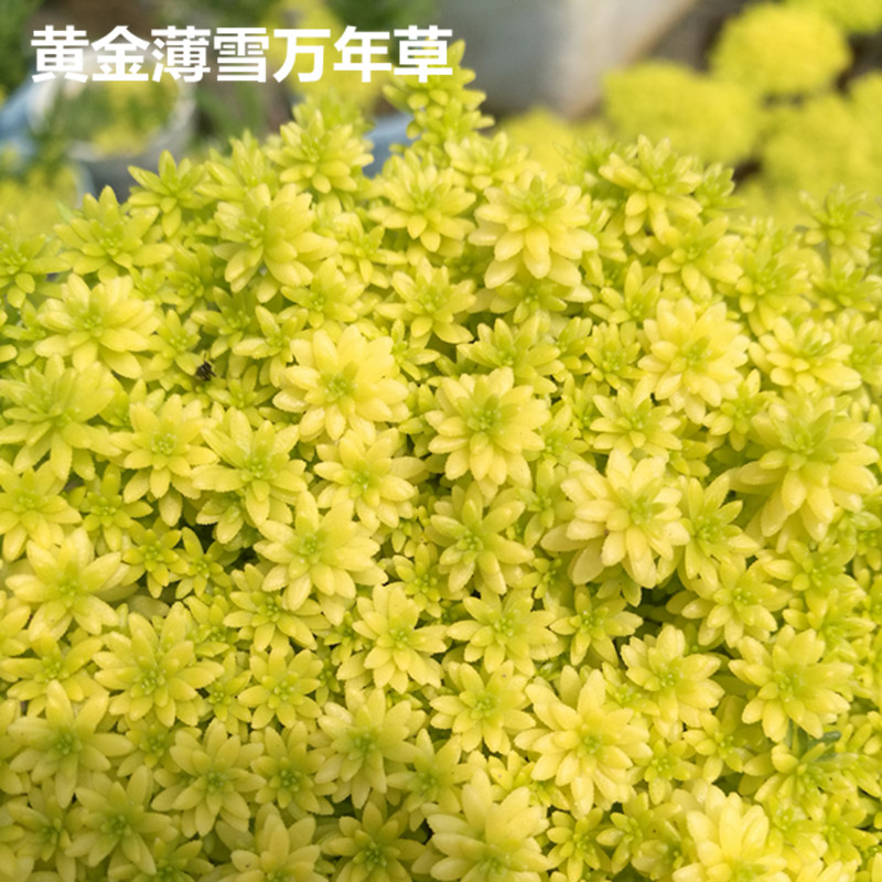 绿植黄金薄雪造型易成活万年草