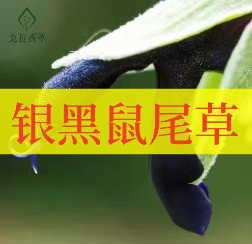 银黑鼠尾草阳台观赏独特黑色花