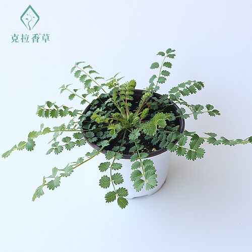 香草地榆阳台庭院食用观赏