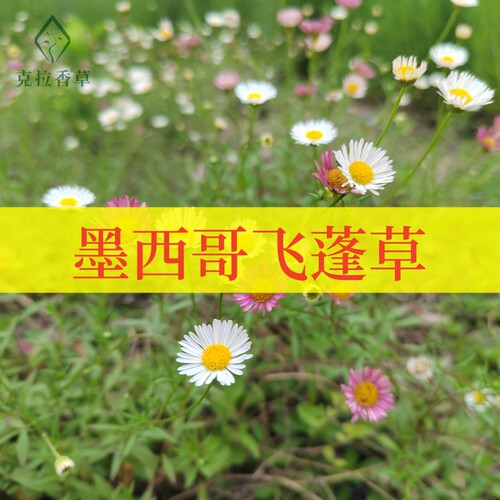 克拉香草墨西哥飞蓬草四季开花