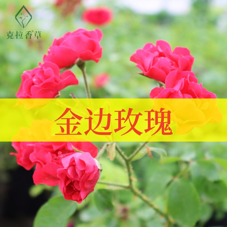 金边玫瑰阳台庭院养颜芳香可食用图片