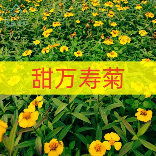 甜万寿菊食用阳台庭院观赏