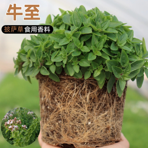 牛至盆栽做西餐可食用披萨草香草植物盆栽希腊牛至甜牛至小绿植