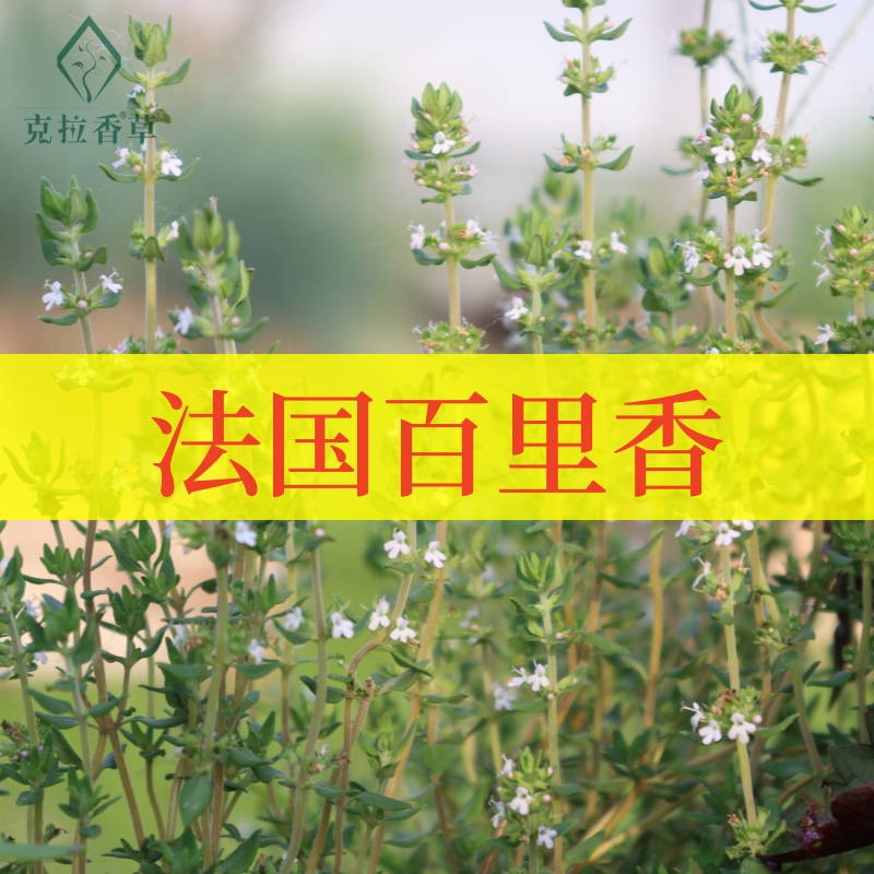 法国百里香可食用多年生香草植物盆栽克拉香草煎牛排烤鸡翅烹饪