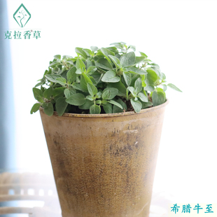 希腊 花叶 红花 牛至 食用 甜牛至 黄金 观赏香草 5个品种可选