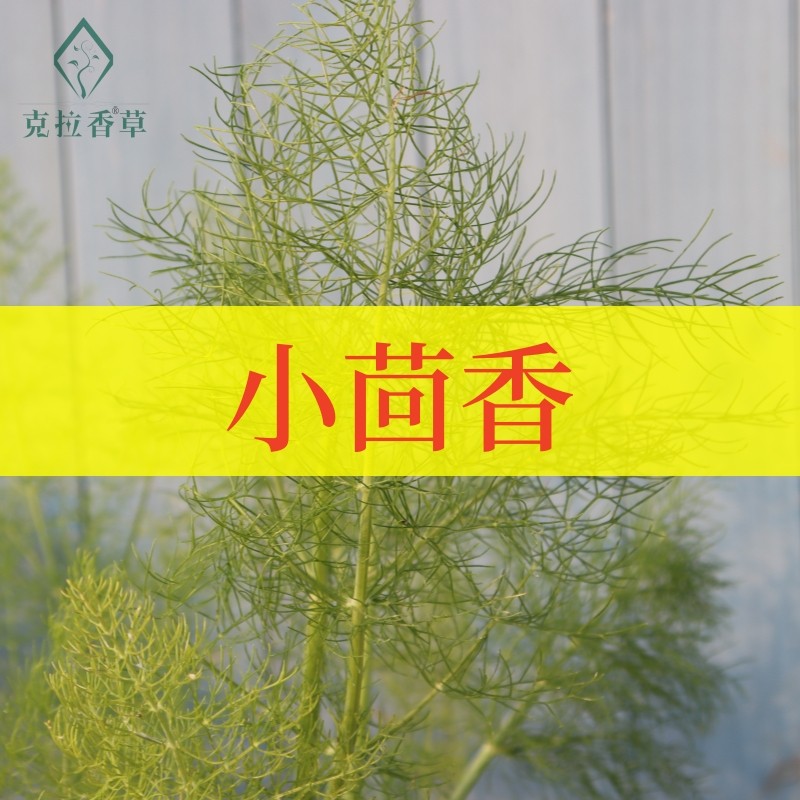 小茴香可食用多年生香草蔬菜植物盆栽克拉香草香丝菜包饺子炖汤