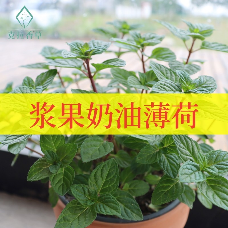 浆果奶油薄荷阳台庭院食用观赏