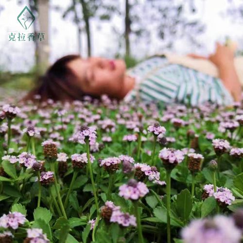 开花草坪绿化耐寒日本地被植物