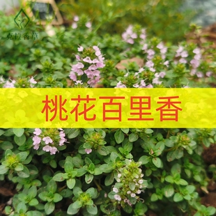 桃花百里香可食用多年生香草植物盆栽克拉香草甜橙香味泡水爆花