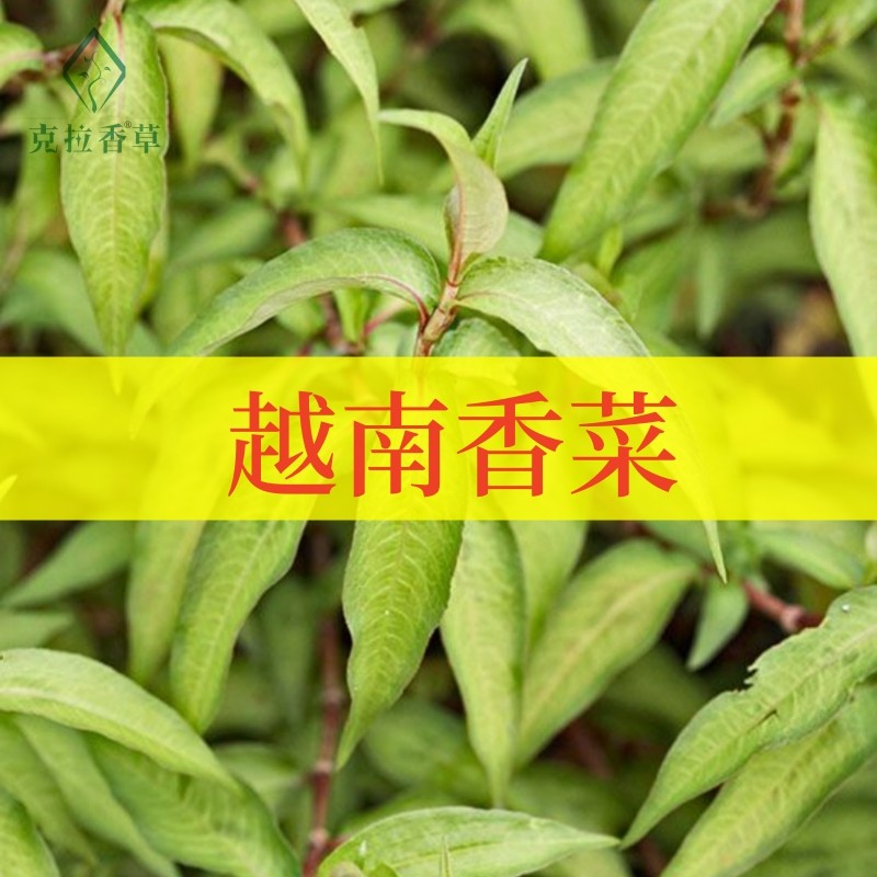 越南香菜可食用多年生香草植物盆栽克拉香草越南芫荽做香料拌沙拉