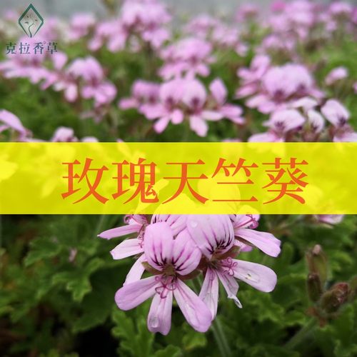 玫瑰天竺葵阳台可食用盆栽