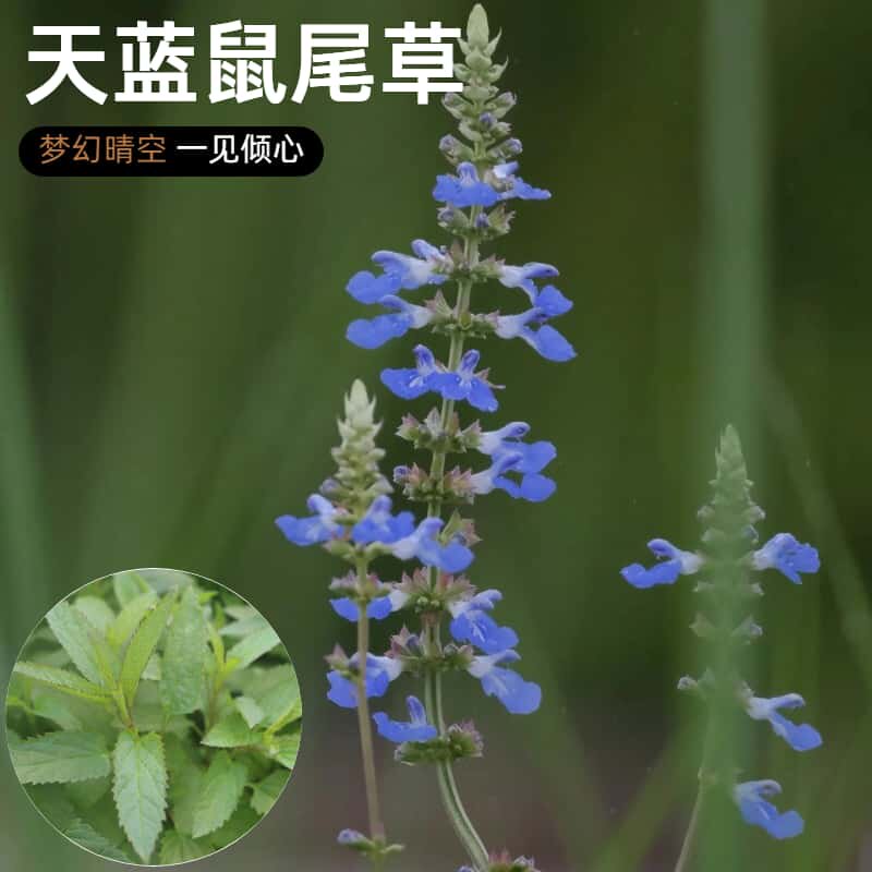 天蓝鼠尾草盆栽多年生耐寒耐热宿根多季节开花高杆野趣花镜花卉