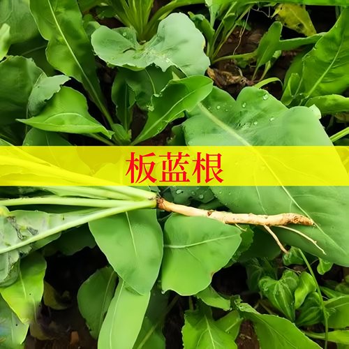 板蓝根菘蓝可食用中草药材苗