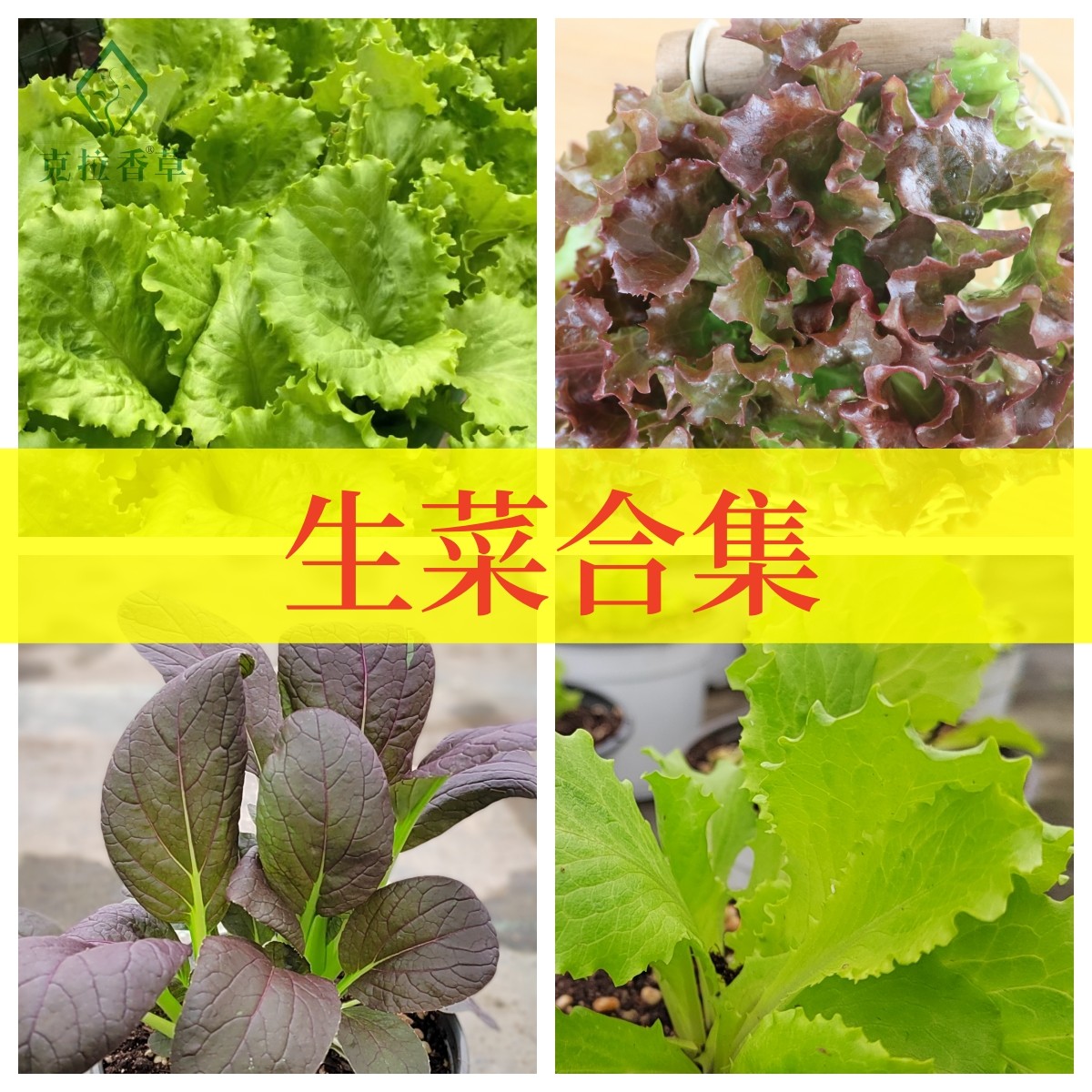 9种生菜盆栽可食用一年生蔬菜植物盆栽克拉香草玻璃贵妃包肉生菜,鲜花速递/花卉仿真/绿植园艺,绿植,淘宝优惠券,粉丝福利购,淘宝优惠卷