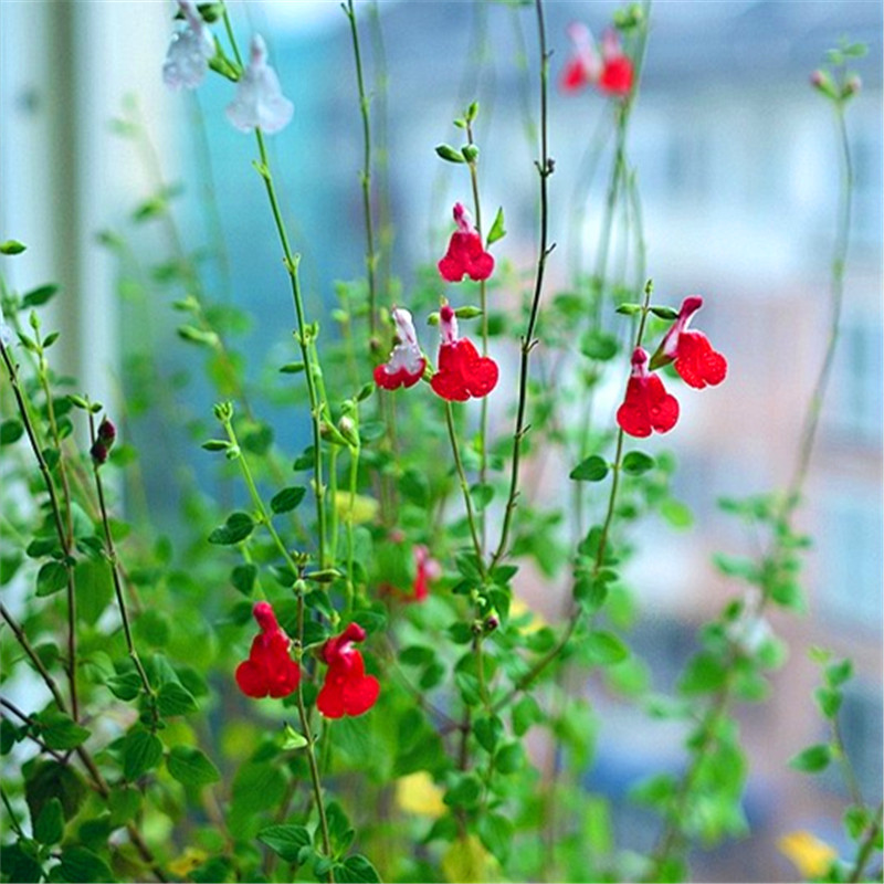 鼠尾草墨西哥双色玫瑰