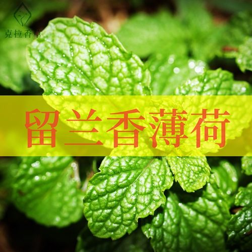 留兰香薄荷可食用提神好养盆栽
