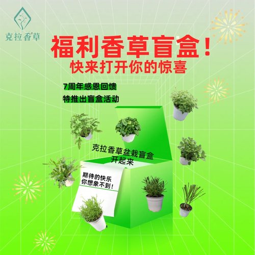 香草阳台庭院食用观赏