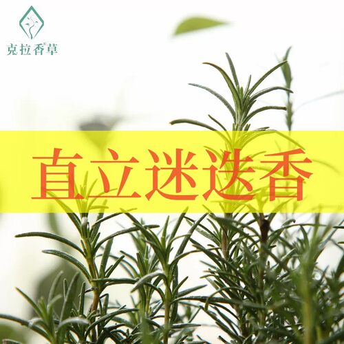直立迷迭香阳台食用盆栽好闻