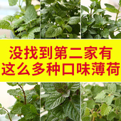 克拉香草32种薄荷留兰香苹果糖果草莓柠檬薄荷泡茶食用耐寒盆栽