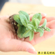 香草小苗合集2薄荷迷迭香百里香鼠尾草从小养起有乐趣性价比高