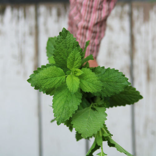 克拉香藿香盆栽可食用解暑香料