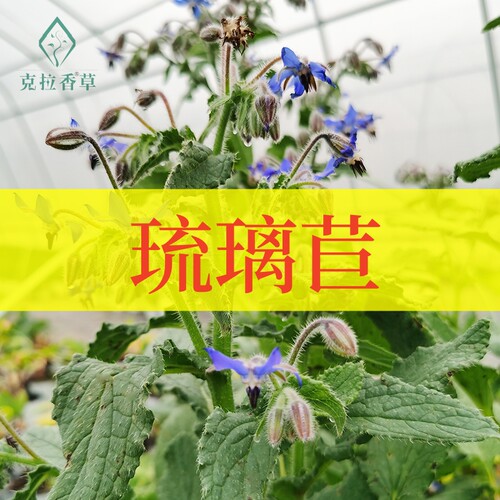 琉璃苣新鲜可食用可做花镜切花