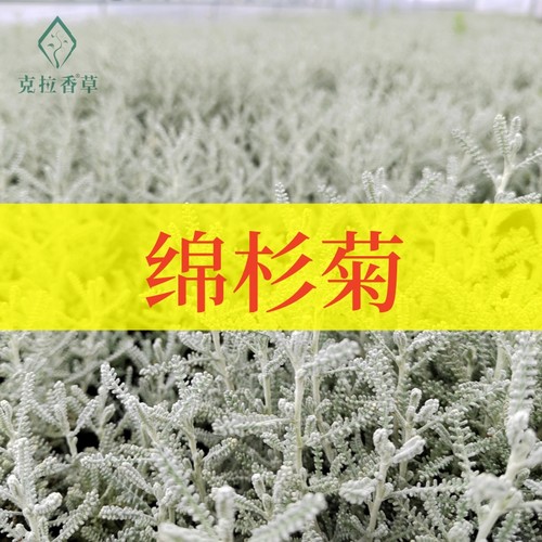 克拉香草绵杉菊两个品种耐寒驱蚊