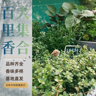 11种百里香盆栽金边柠檬桃花杰克法国英国匍匐阔叶山谷晨光斑叶