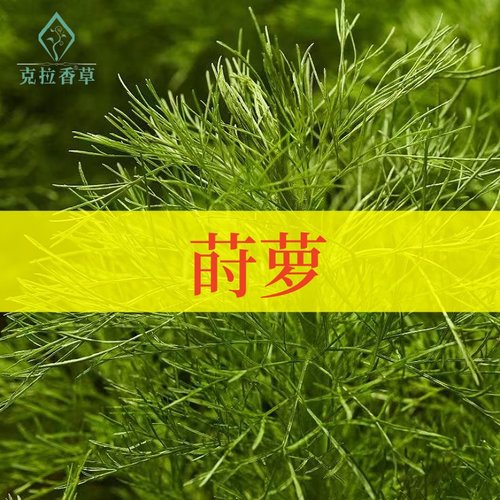 莳萝芳香可食用阳台香料