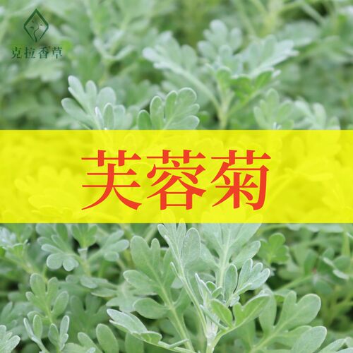 芙蓉菊多年生观赏盆栽芳香好看