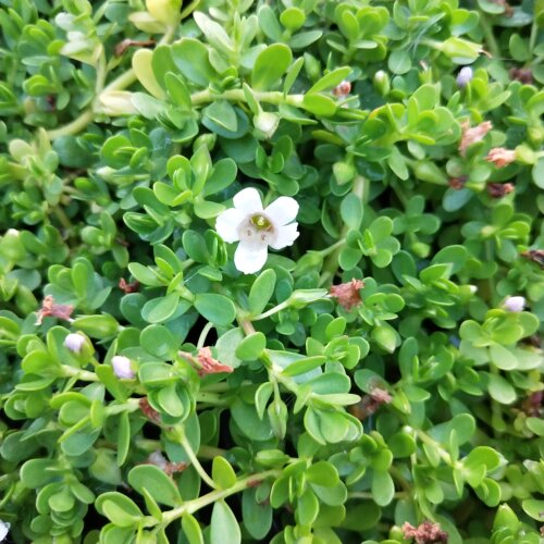 克拉香食用花卉绿植盆栽苗