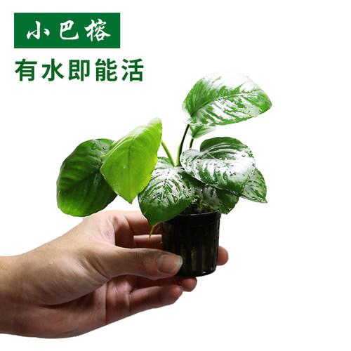 迷你鱼缸心愿部落小巴榕水草