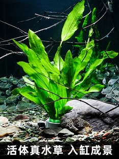 大叶绿九冠懒人水草带杯沉底环陶瓷自动沉水无需底沙好养鱼缸造景
