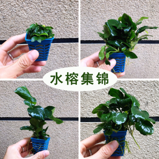 牡丹迷你小水榕袖珍水榕/瓦利斯榕/水中叶可定植捆绑水草鱼缸造景