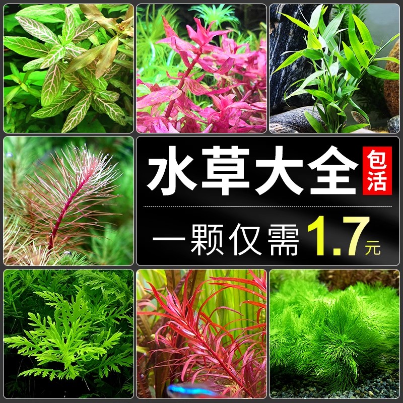 水族心愿部落阴性水草阳性水草