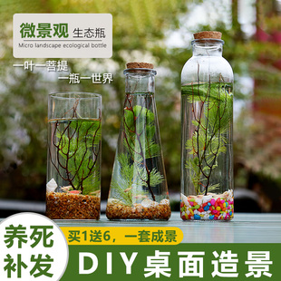 科学生态瓶繁殖快的鱼生态瓶生态鱼微景观斗鱼小鱼虾活体鱼免换水