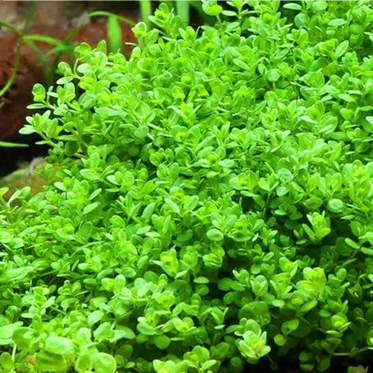 迷你矮珍珠小坨草鱼缸造景水培增氧淡水植物懒人养鱼真草活体净水