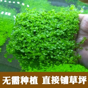 迷你矮珍珠盒装8x15cm鱼缸造景水草前景草草缸活体真植物套餐真草