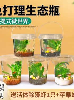 五年级科学生态瓶diy小鱼斑马鱼免换水微景观观赏鱼虾真水草活体