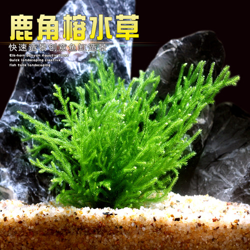 苔藓水草心愿部落鹿角榕耐低温
