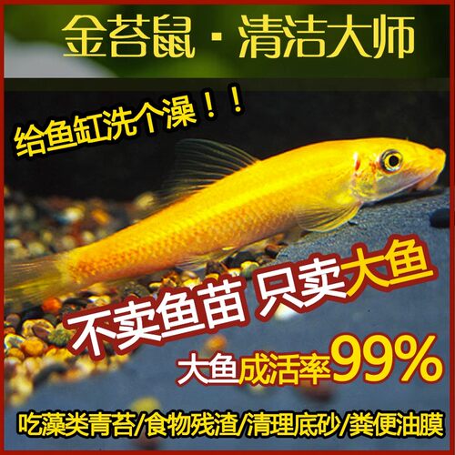水族心愿部落清洁鱼淡水工具鱼