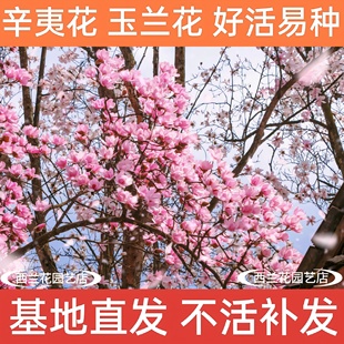 辛夷花玉兰花树苗盆栽中药材庭院地栽紫玉兰木兰别墅绿化开花植物