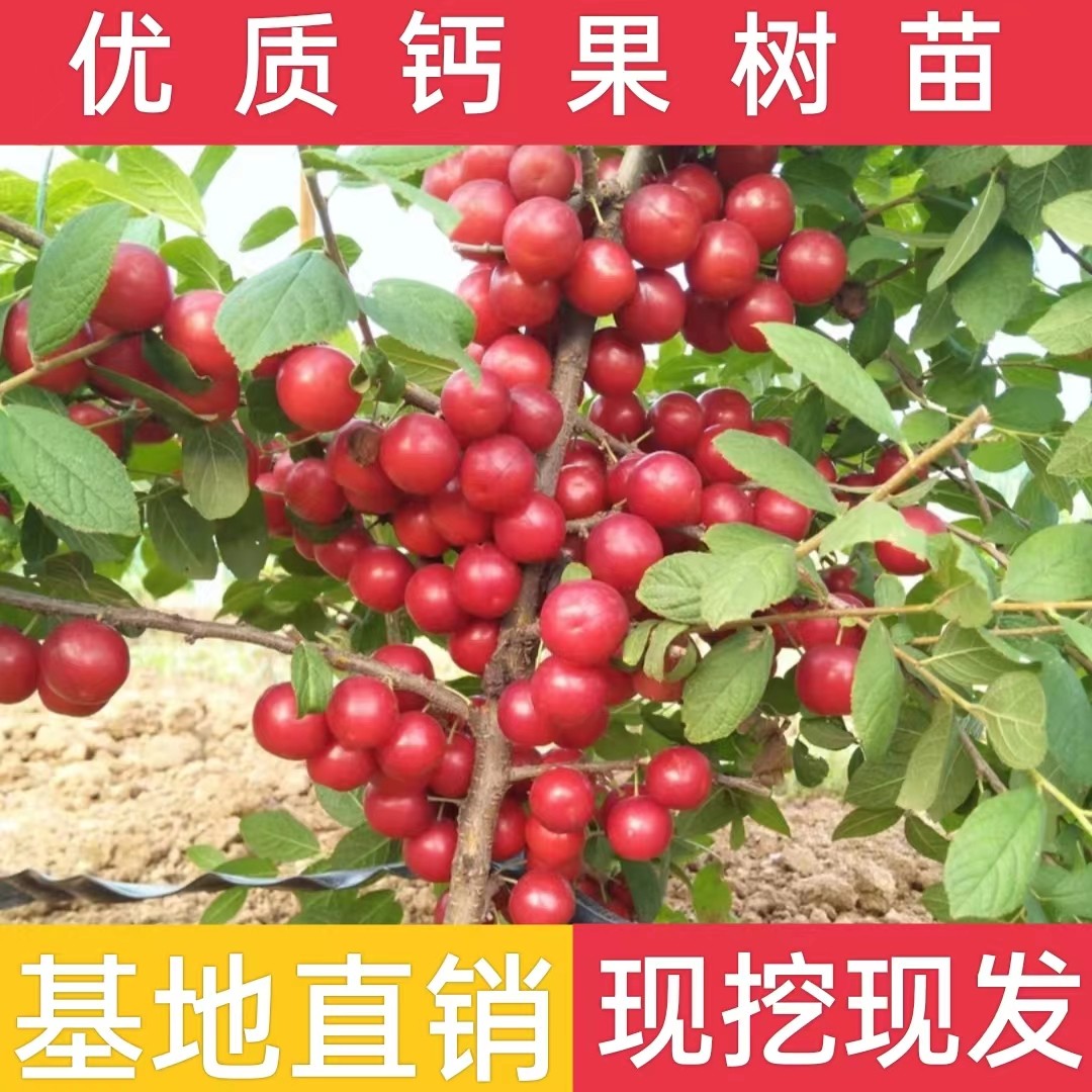 欧李果苗 钙果树苗中华钙果当年结果南北方阳台庭院盆栽地栽补钙