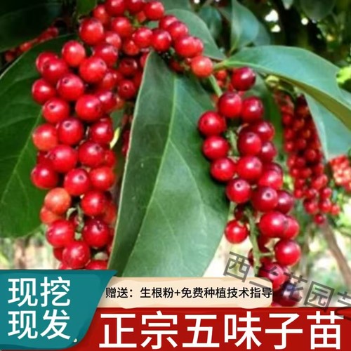 五味子树苗正宗中药材南北五味子
