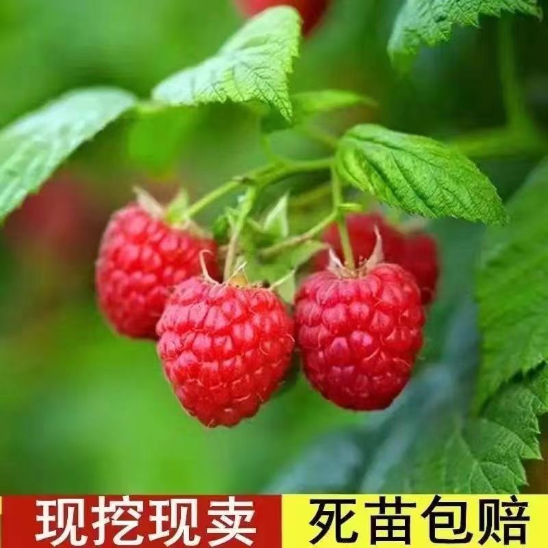 树莓苗双季红树莓掌叶覆盆子树苗南方北方种植盆栽地栽室内果树苗