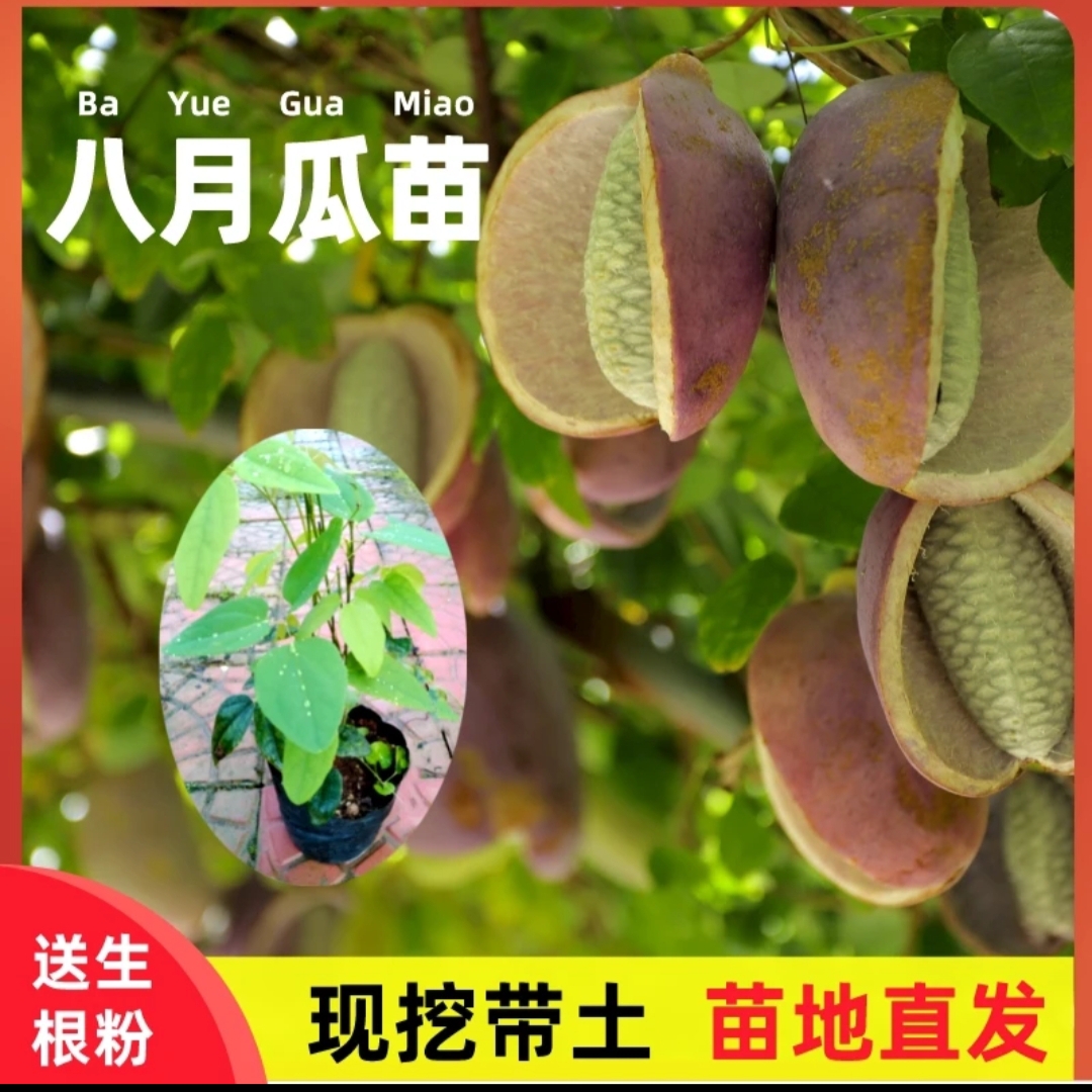 八月瓜树苗 八月炸树苗南北方种植三叶木通爬藤庭院阳台盆栽地载