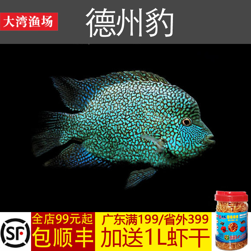 【大湾渔场】德州豹鱼绿巨人鱼德萨斯豹鱼慈鲷鱼凶猛发财鱼风水鱼